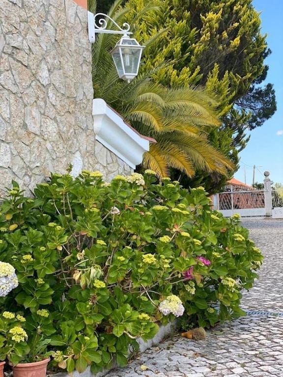 São João da Ribeira Quinta Do Alto Dos Pinheiros 빌라 외부 사진